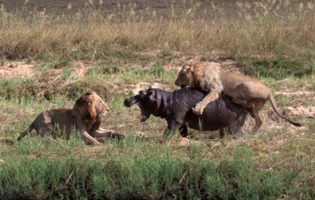 摄影师说狮子要吃河马